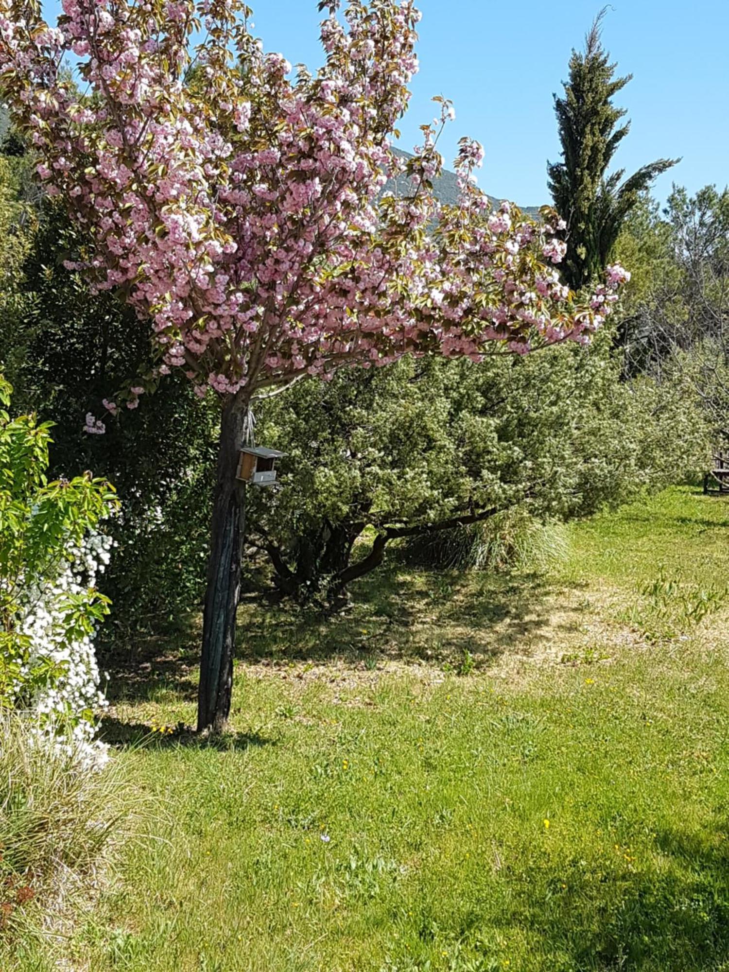 Lou Pic Au Loup Gites De Charme Cazevieille 外观 照片